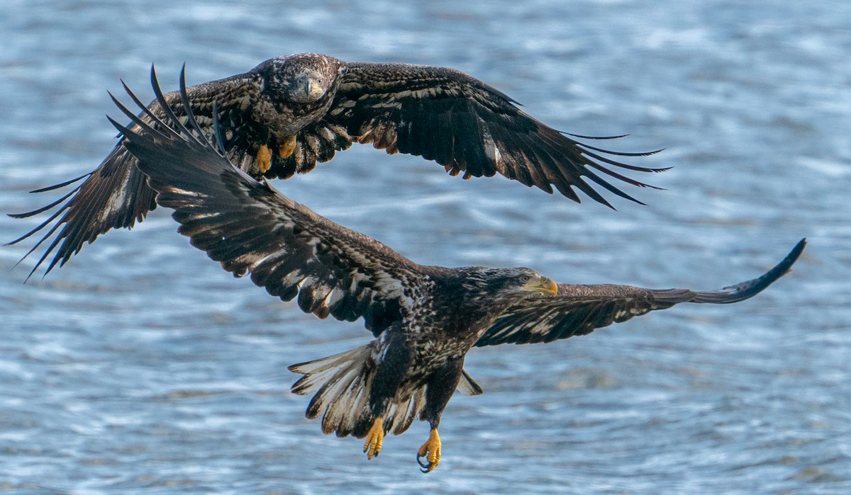 Bald Eagle - ML614657709