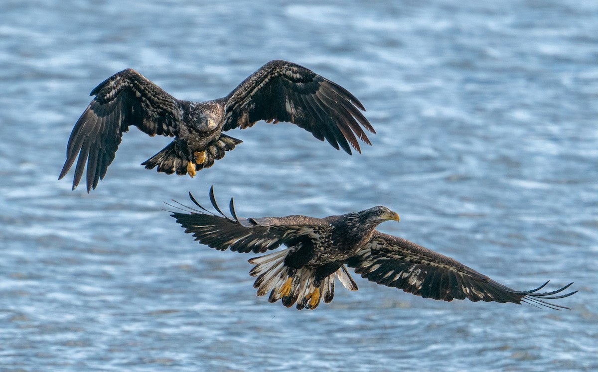 Bald Eagle - ML614657710