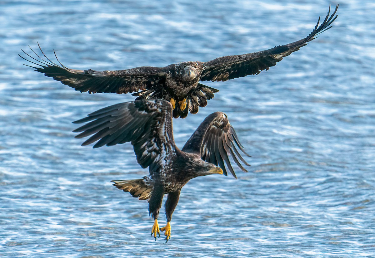 Weißkopf-Seeadler - ML614657711