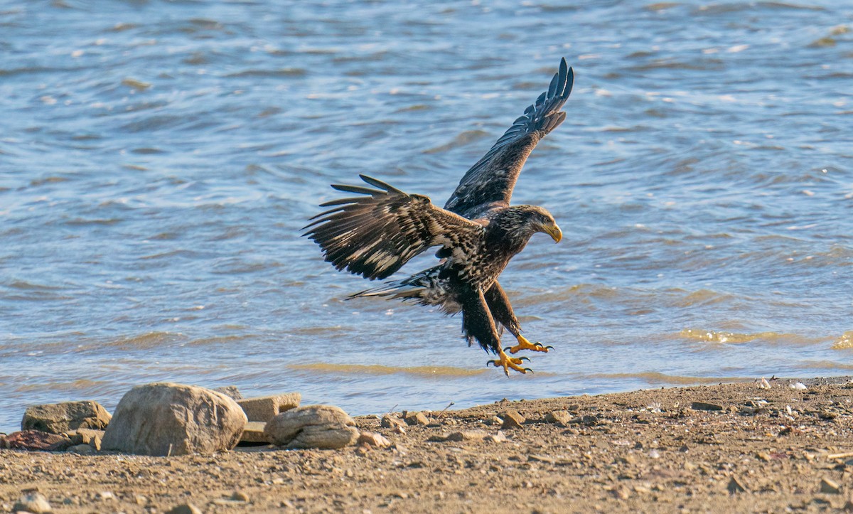 Bald Eagle - ML614657713