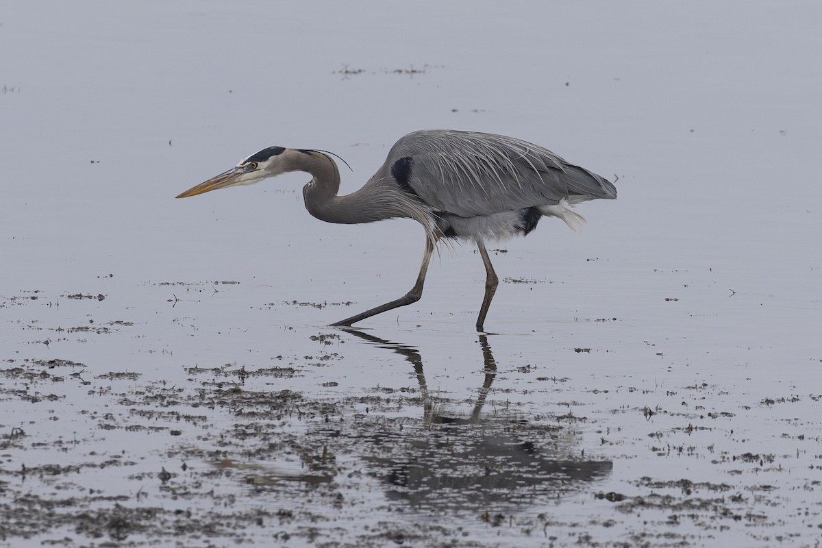 Great Blue Heron - ML614657725