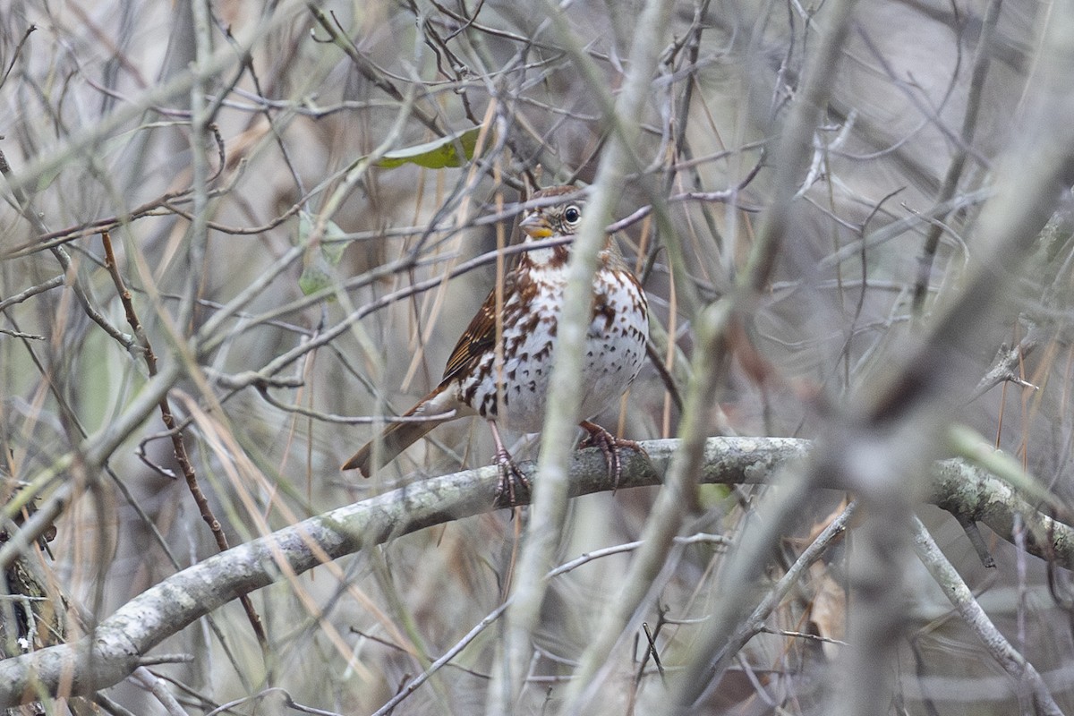 Fox Sparrow - ML614657741