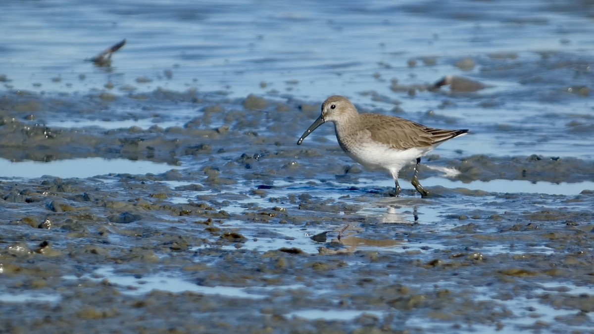 Dunlin - ML614657779