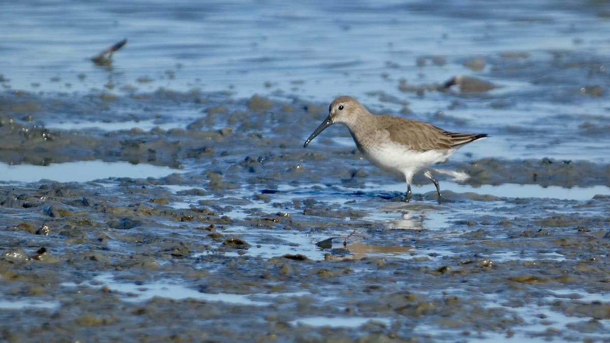 黑腹濱鷸 - ML614657780