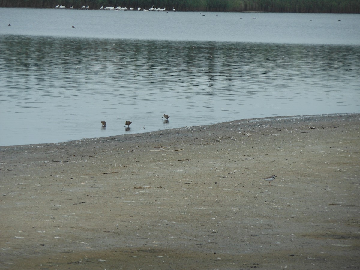 Short-billed Dowitcher - ML614657784