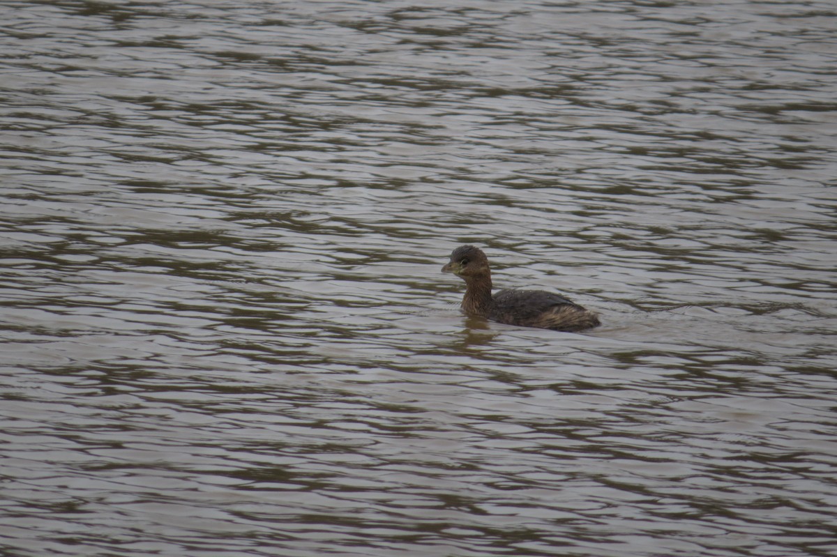 Pied-billed Grebe - ML614657791