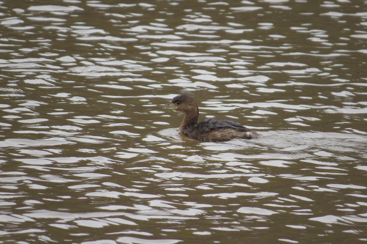 Pied-billed Grebe - ML614657792