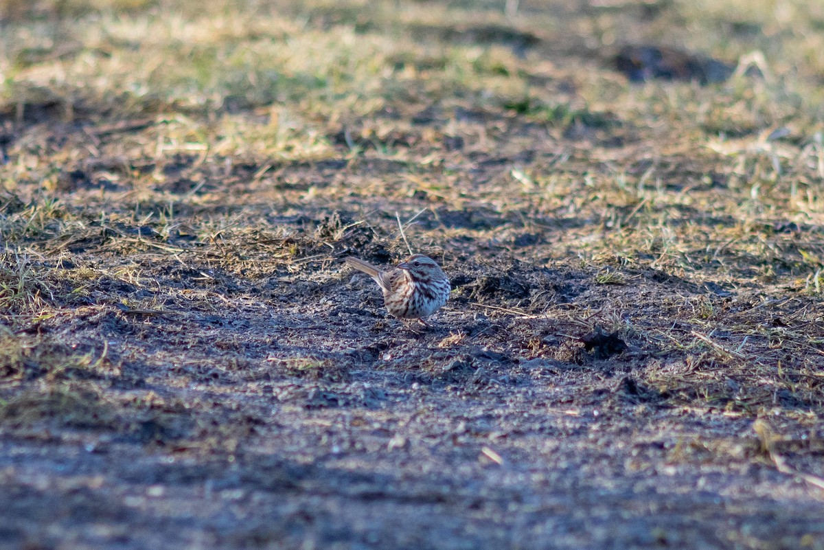 Song Sparrow - ML614657892