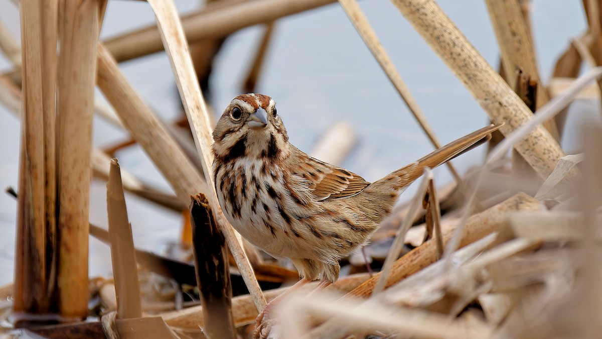 Song Sparrow - ML614657895