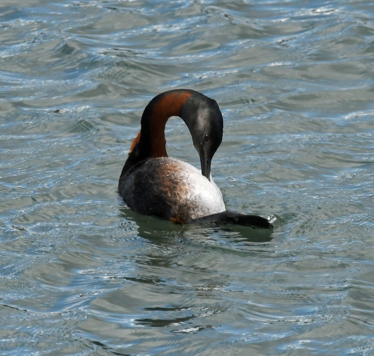 Great Grebe - Richard Taylor