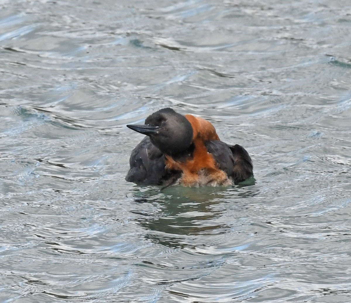 Great Grebe - ML614657918