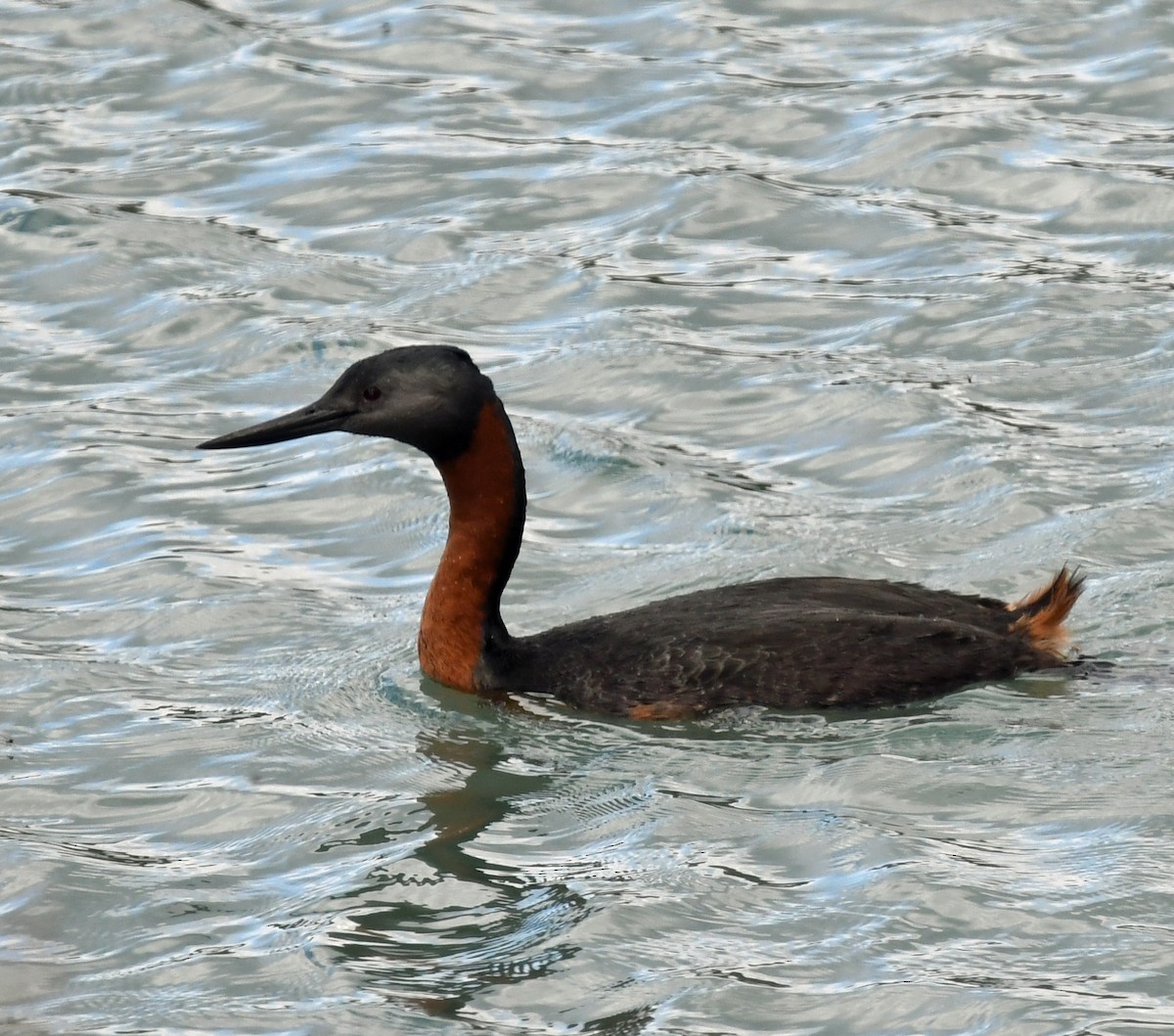 Great Grebe - Richard Taylor