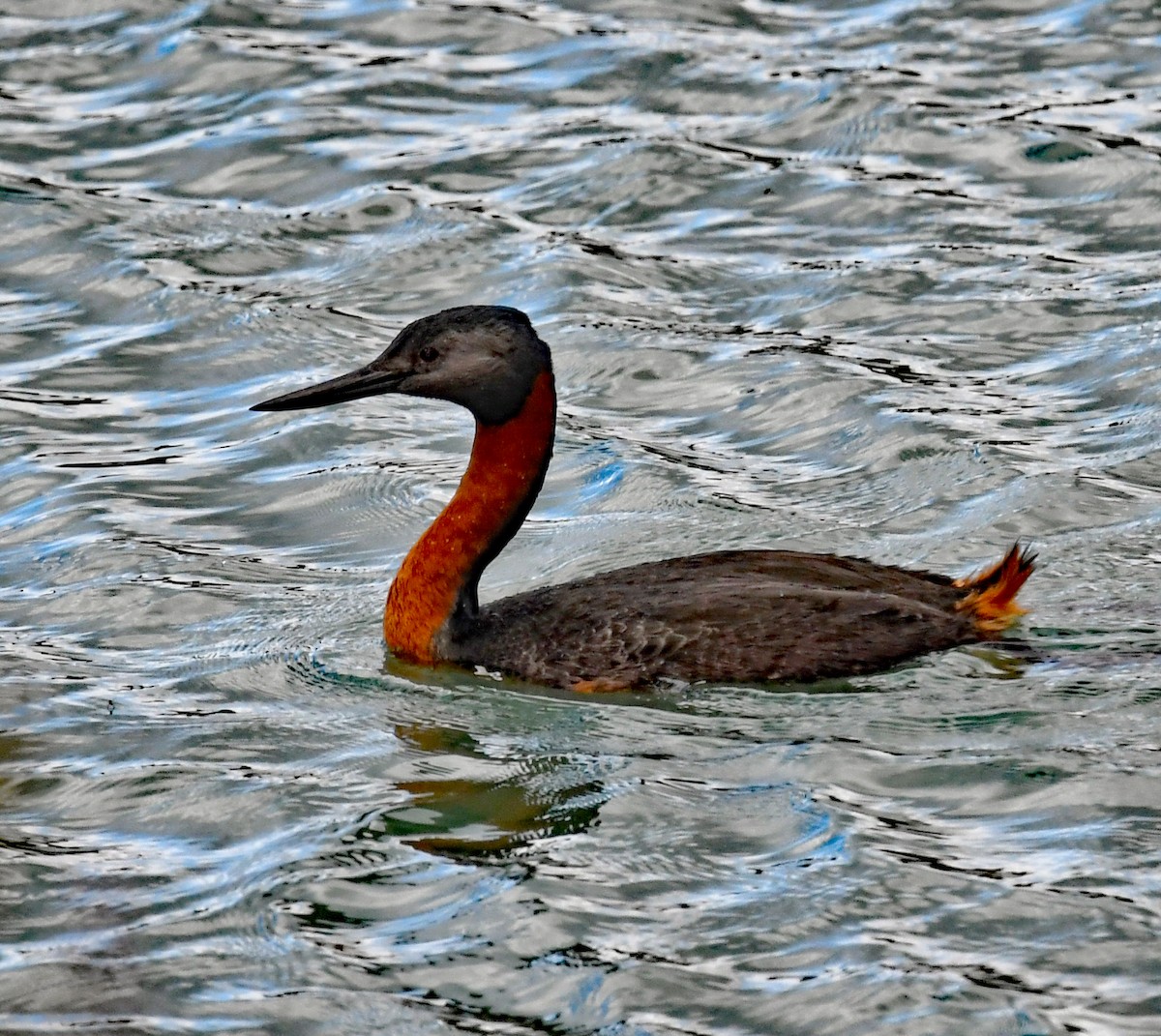 Great Grebe - ML614657920