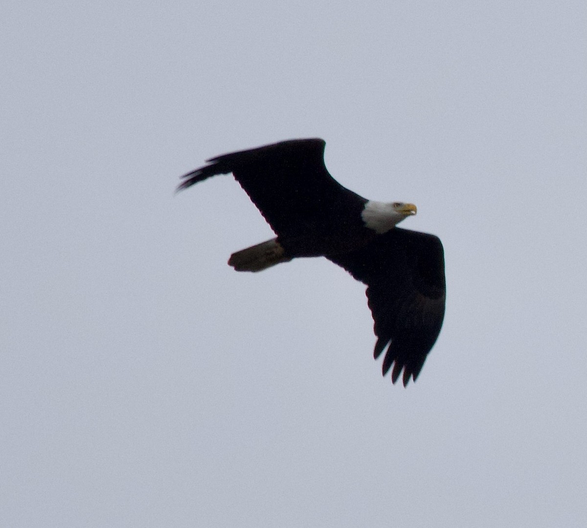 Bald Eagle - ML614658014