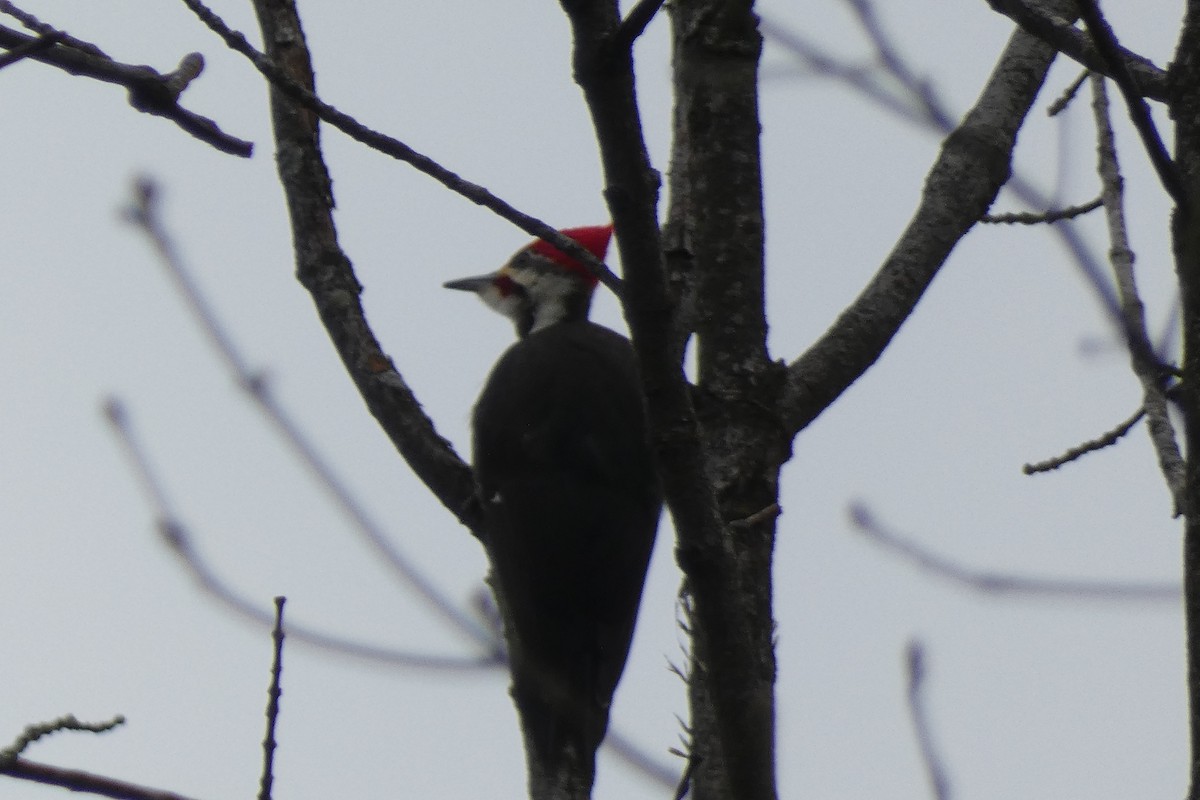 Pileated Woodpecker - ML614658019