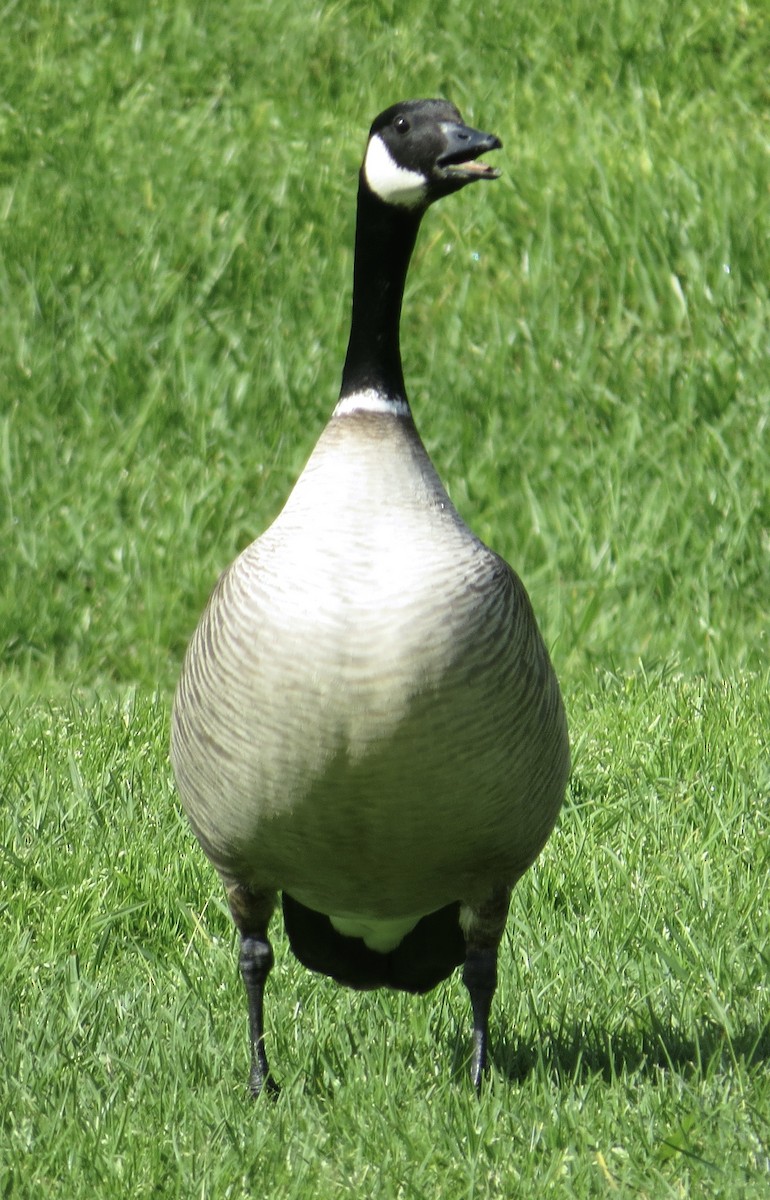 Barnacla Canadiense Chica (leucopareia) - ML614658027