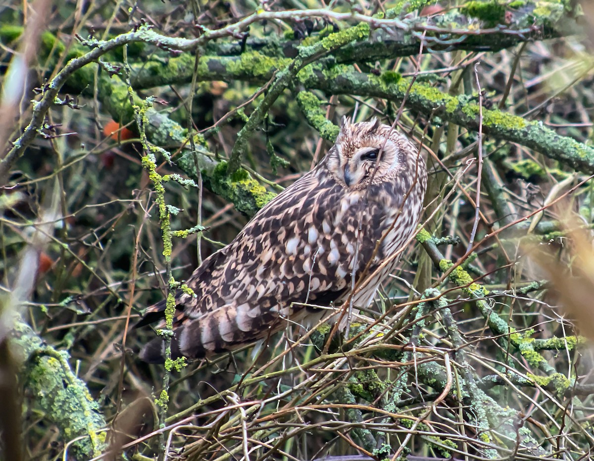 Short-eared Owl - Martin  Flack