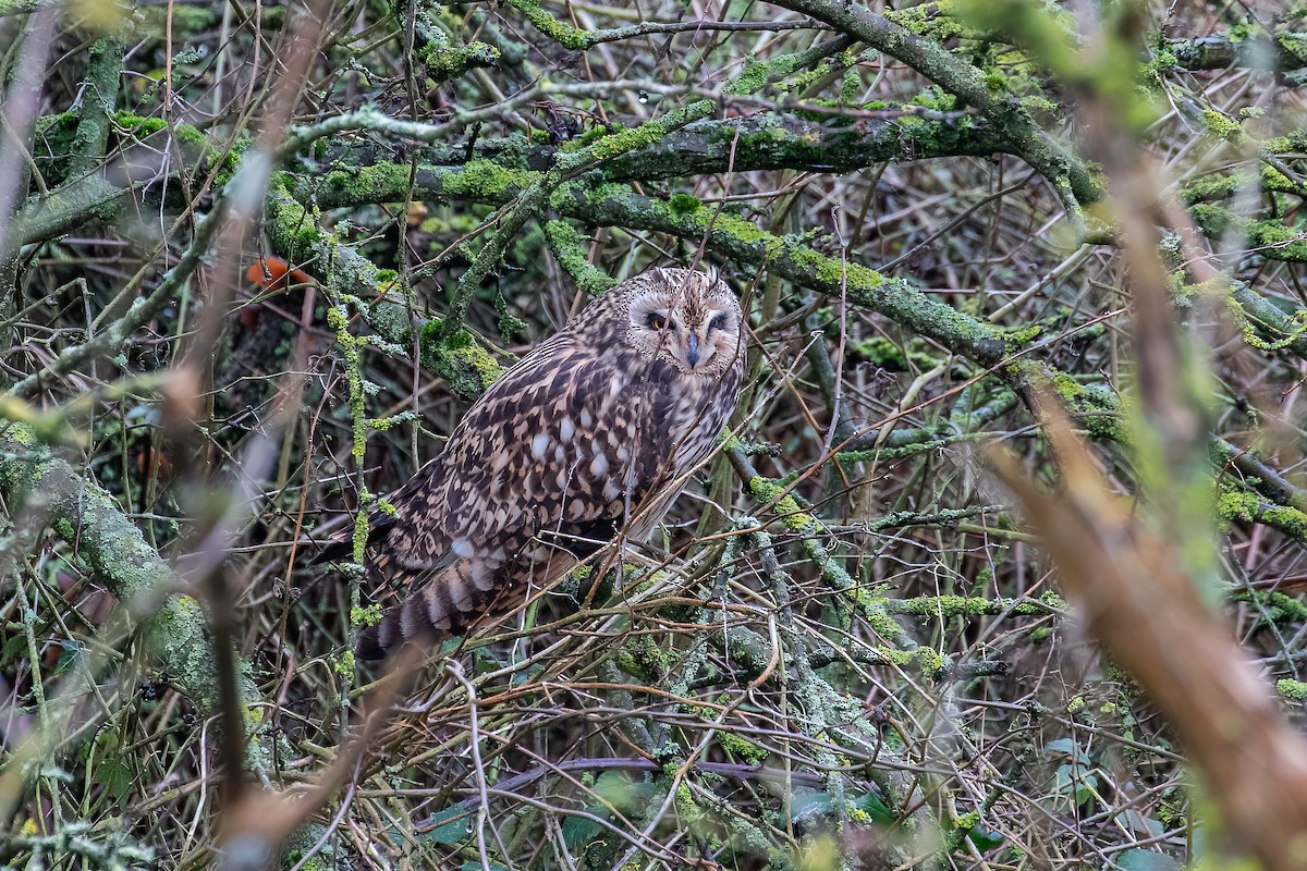 Short-eared Owl - ML614658040