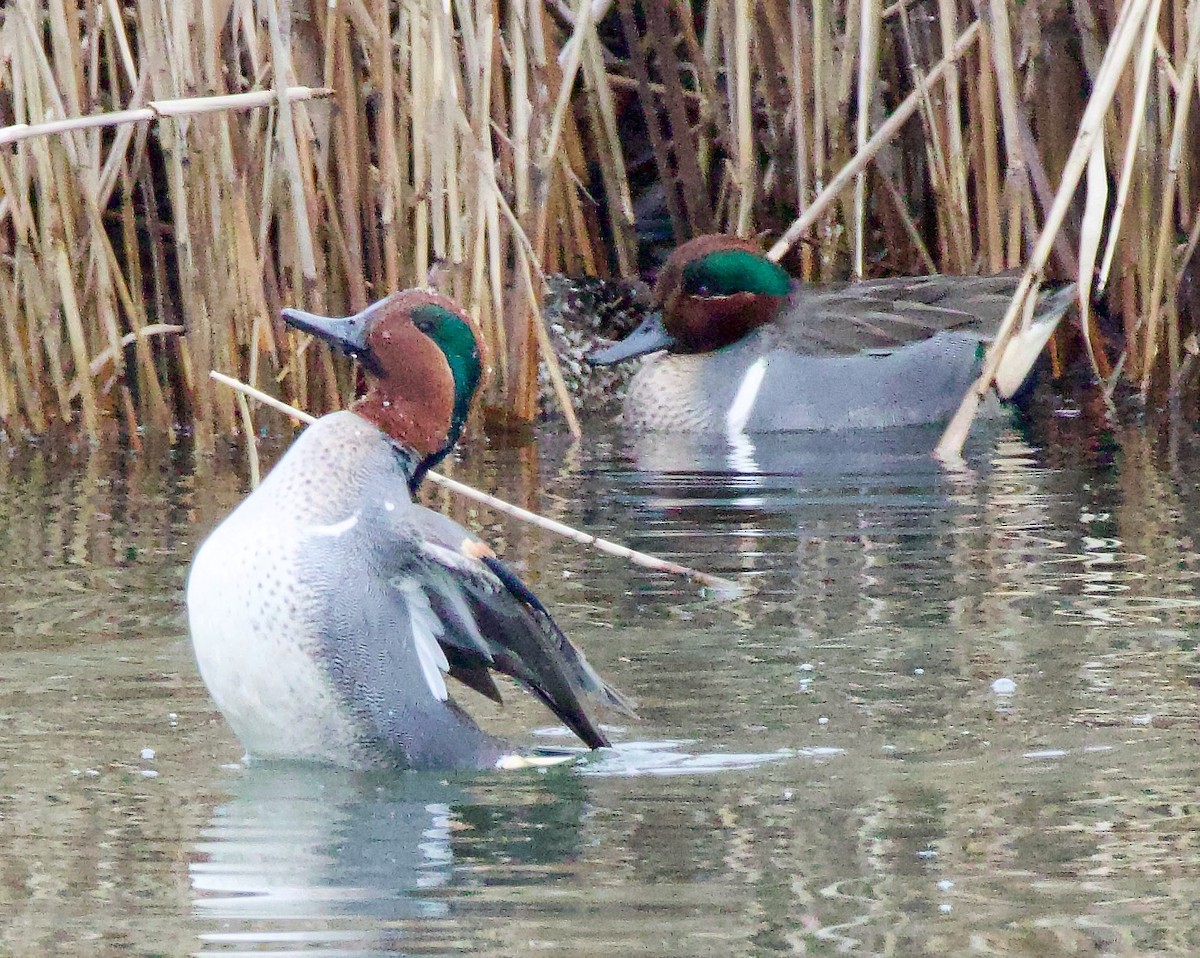 Green-winged Teal - ML614658049