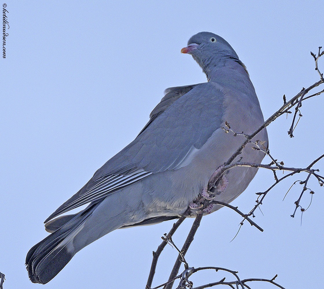 Common Wood-Pigeon - ML614658105