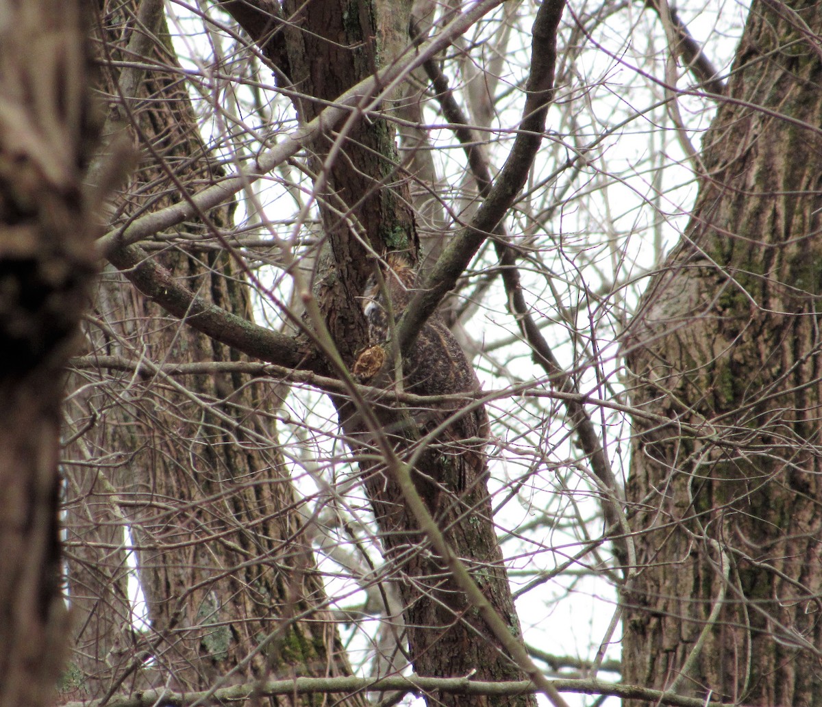 Great Horned Owl - ML614658110
