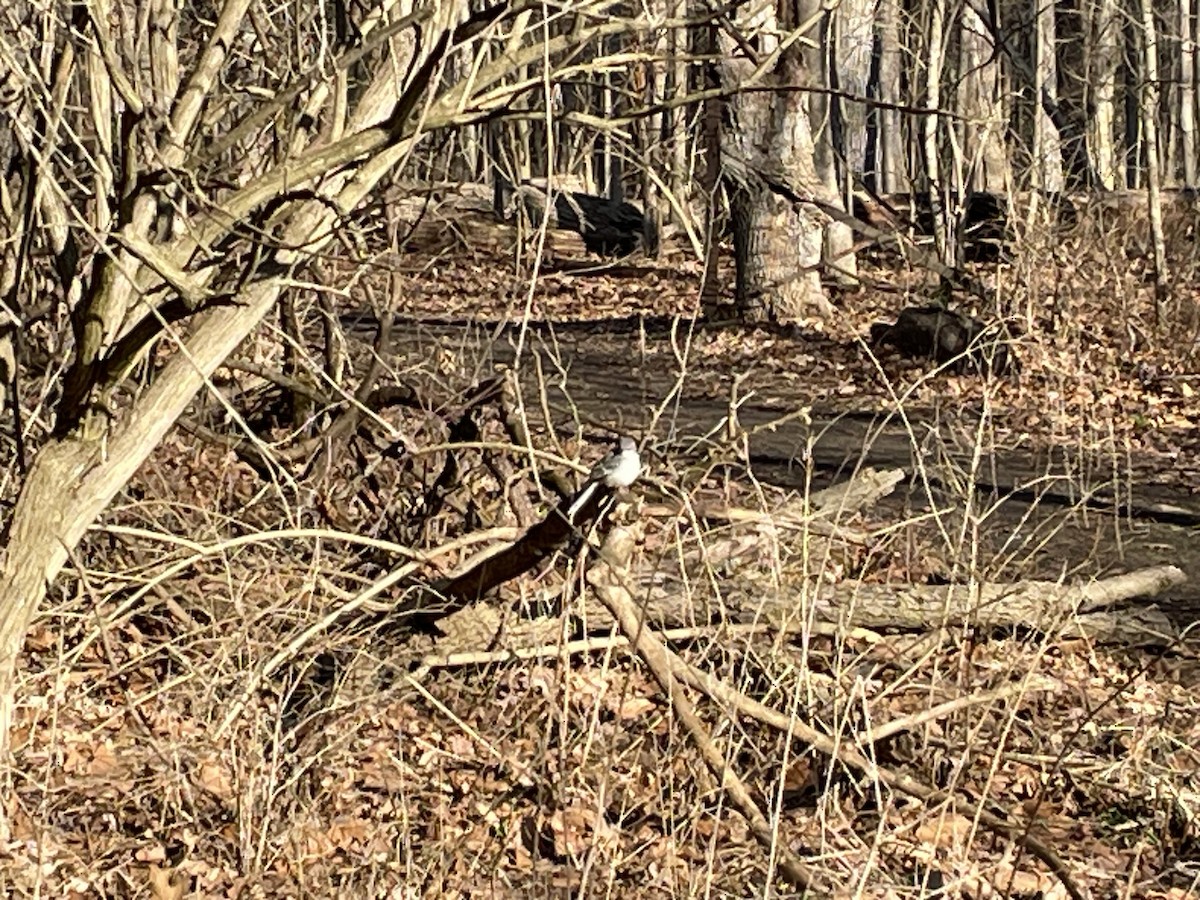 Northern Mockingbird - ML614658116