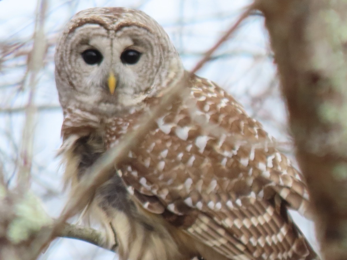 Barred Owl - ML614658139