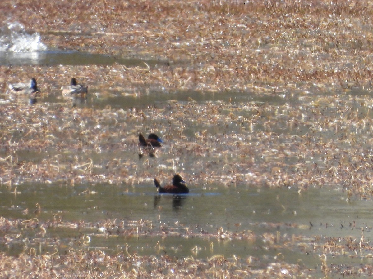 Andean/Lake Duck - Isabel McKay