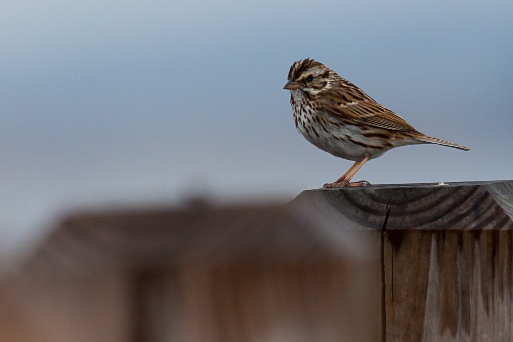 Savannah Sparrow - ML614658184