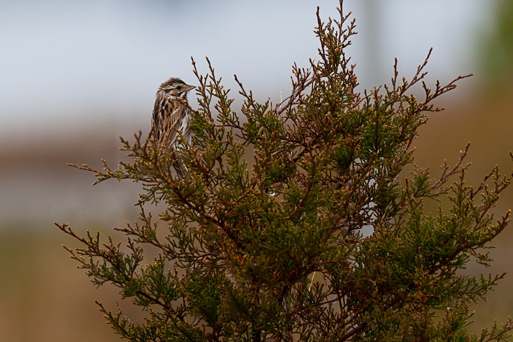 Savannah Sparrow - ML614658186