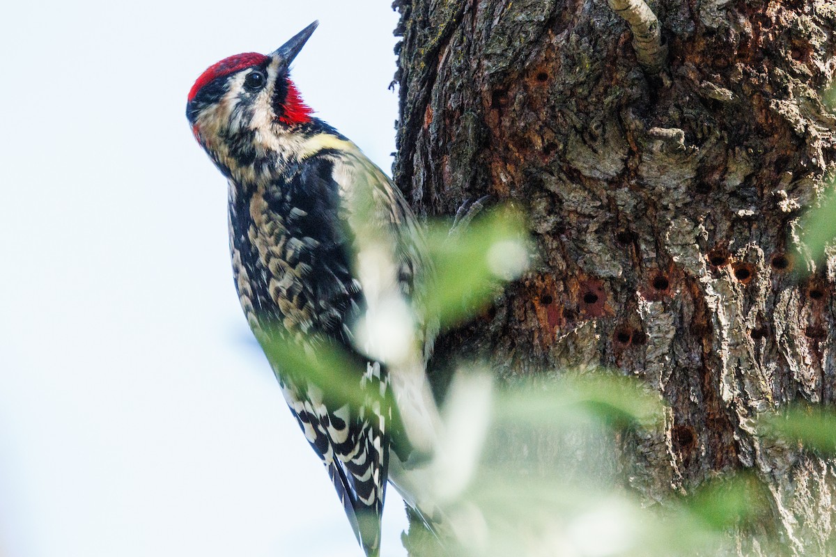 Yellow-bellied/Red-naped Sapsucker - Samuel Schmidt