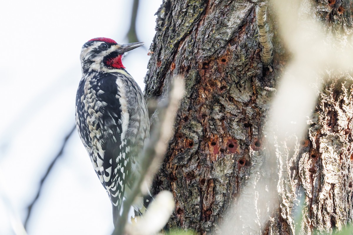 Yellow-bellied/Red-naped Sapsucker - ML614658238