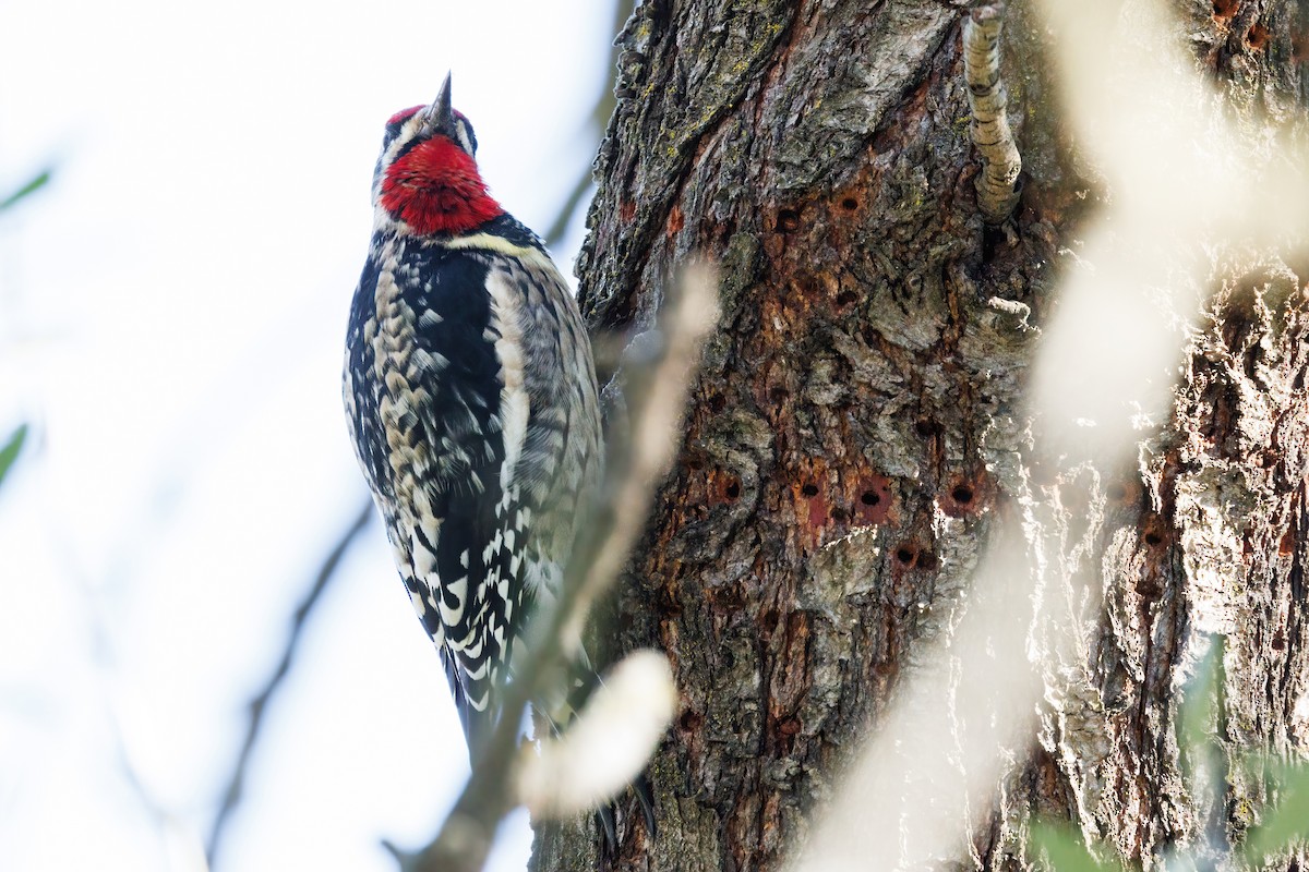 Yellow-bellied/Red-naped Sapsucker - ML614658240