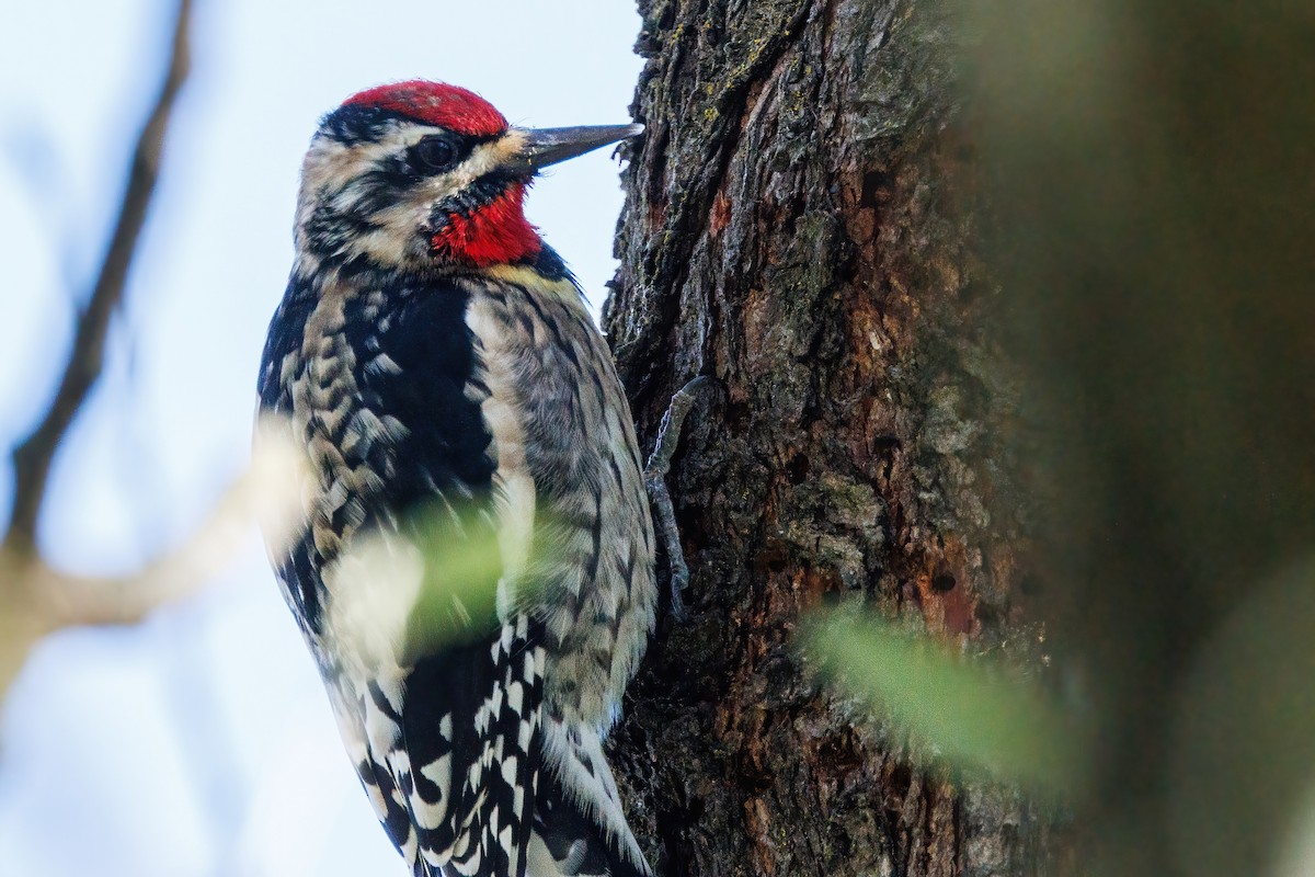 Yellow-bellied/Red-naped Sapsucker - ML614658242