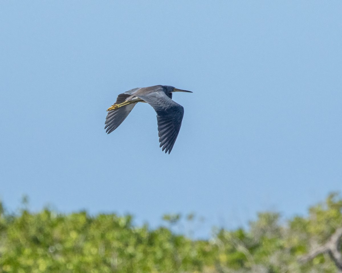 Tricolored Heron - ML614658246