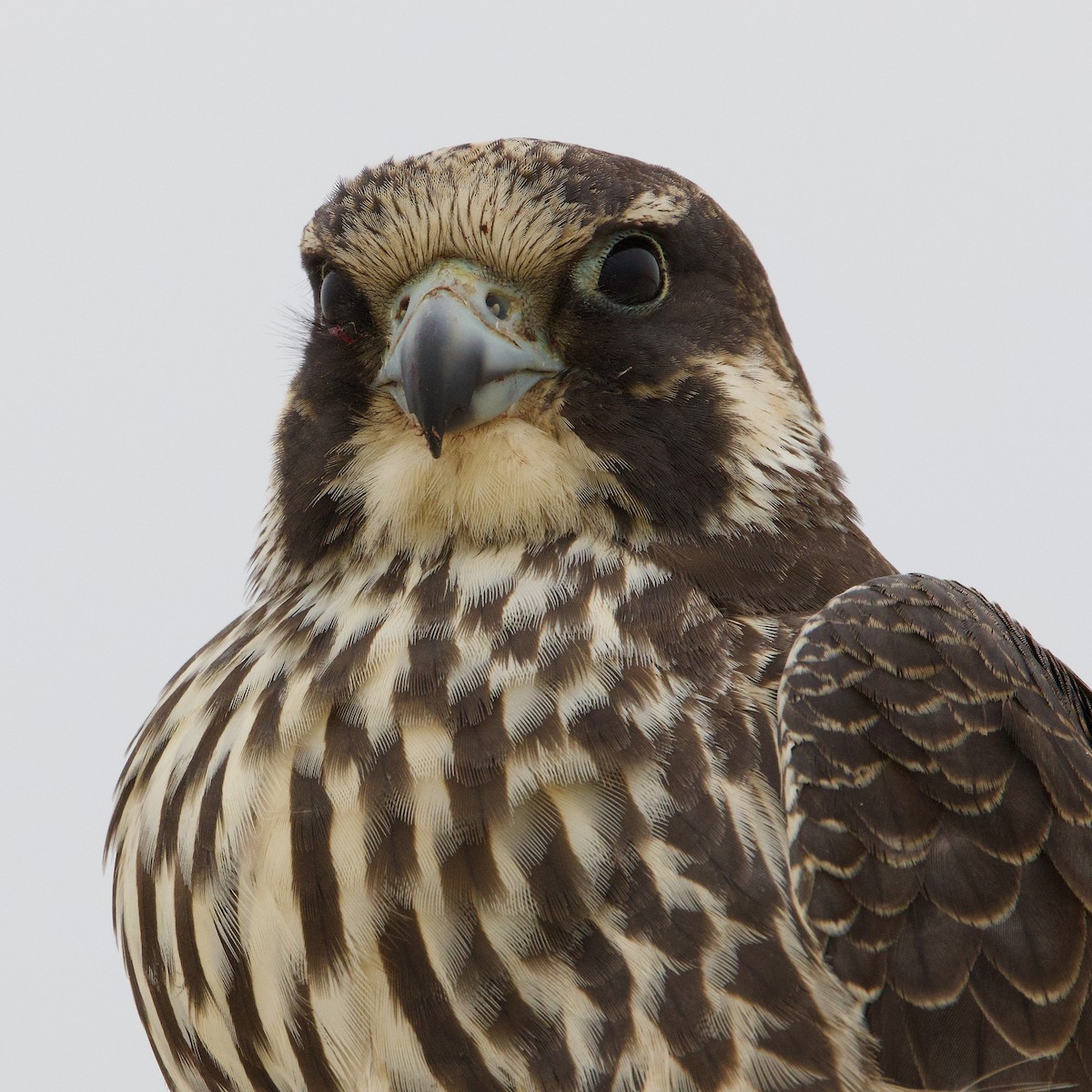 Peregrine Falcon - Colby Baker