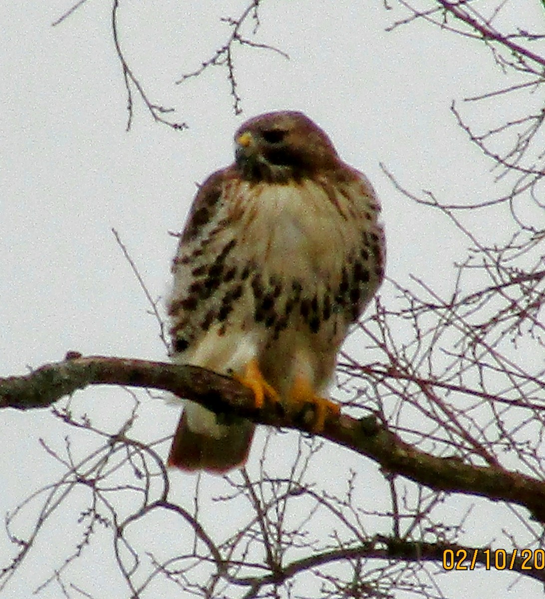 Rotschwanzbussard - ML614658254