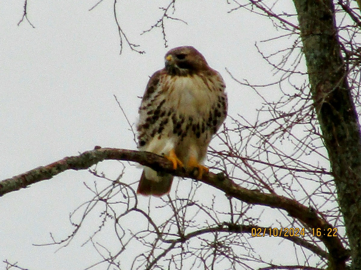 Red-tailed Hawk - ML614658255