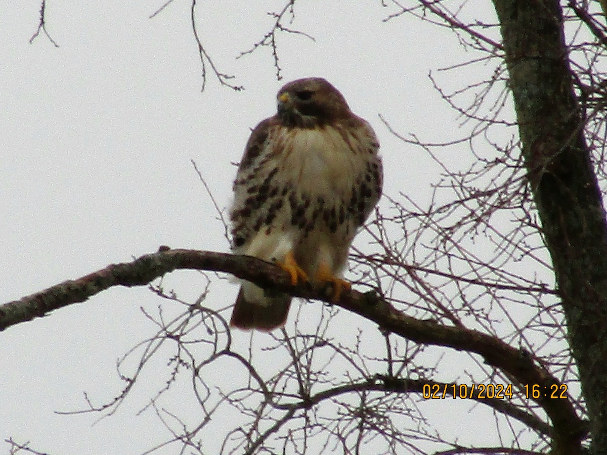 Red-tailed Hawk - ML614658256