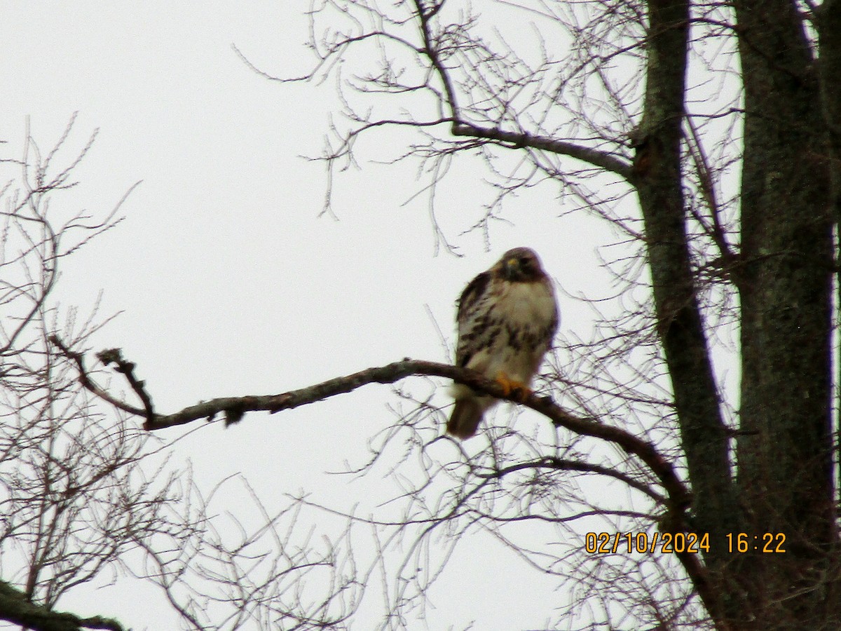 Red-tailed Hawk - Joao Faustino