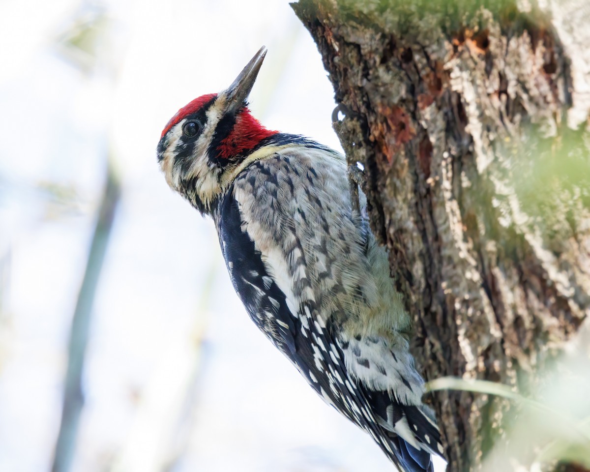 Yellow-bellied/Red-naped Sapsucker - ML614658261