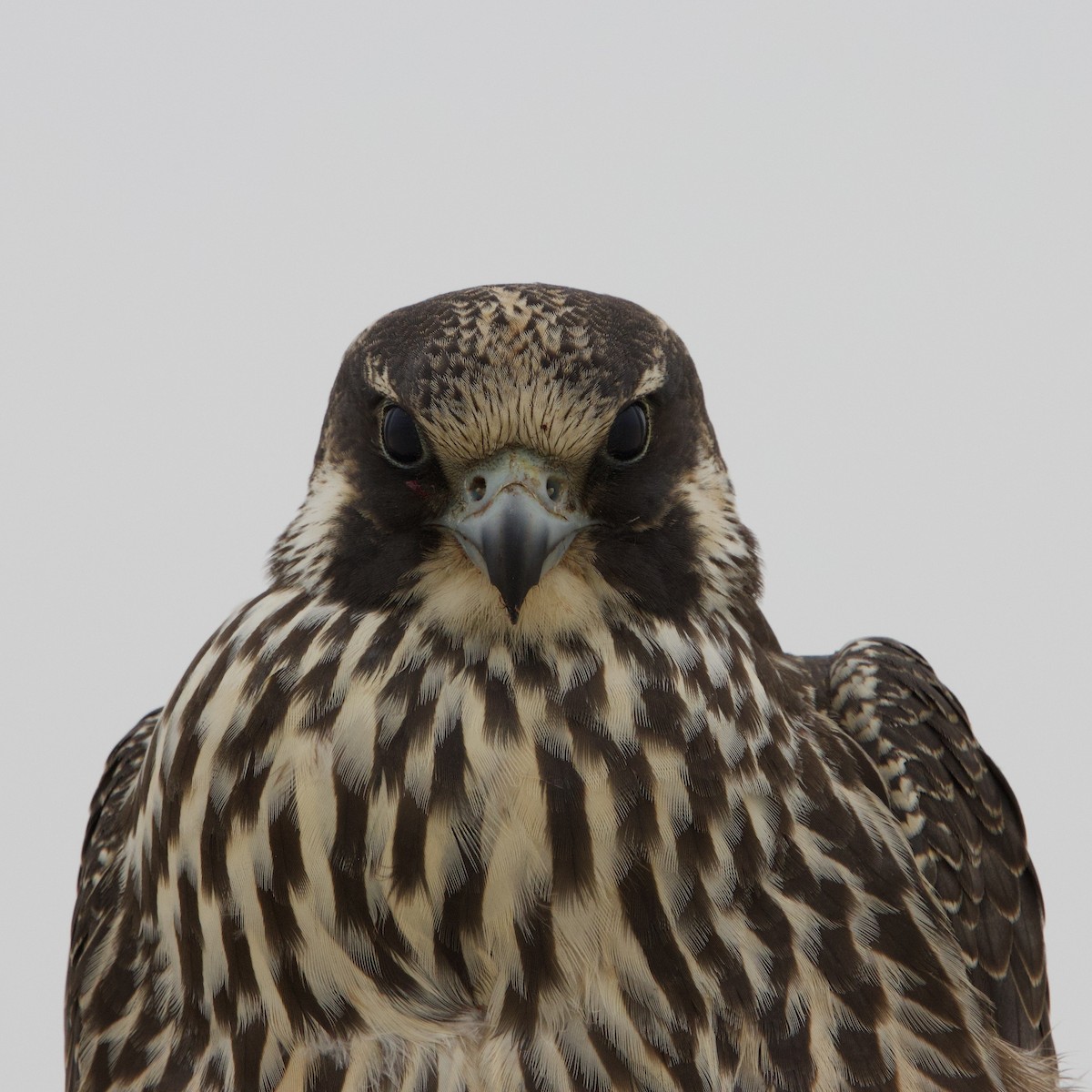 Peregrine Falcon - Colby Baker