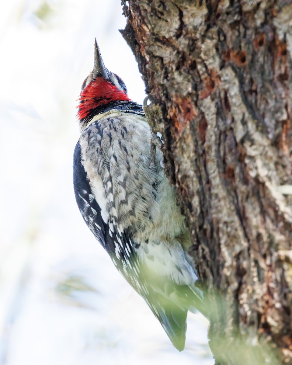 Yellow-bellied/Red-naped Sapsucker - ML614658266