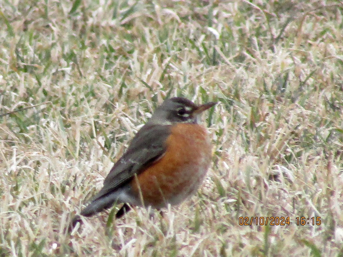 American Robin - ML614658287