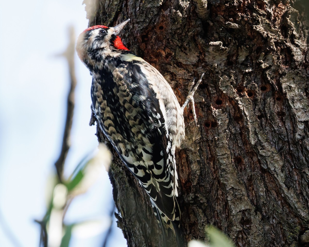 Yellow-bellied/Red-naped Sapsucker - ML614658290