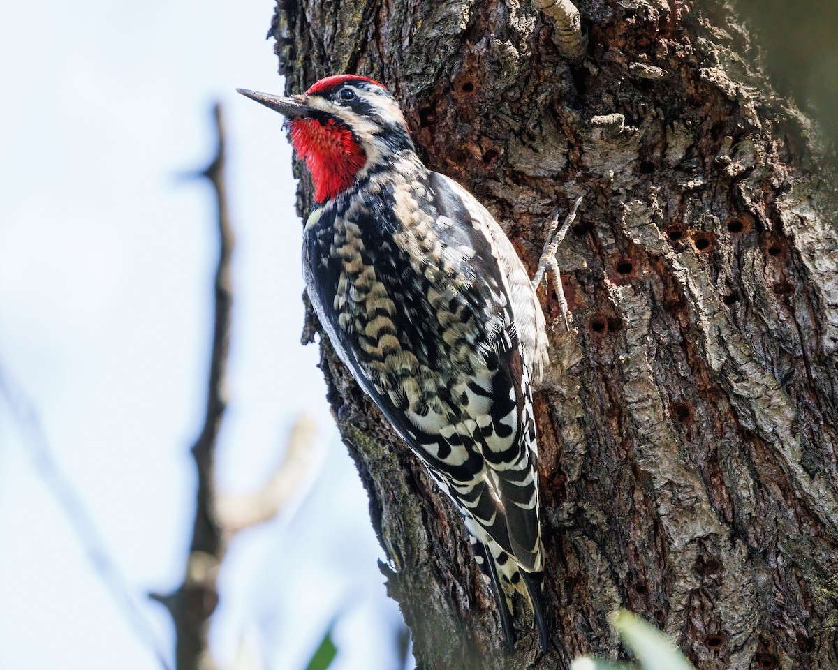 Yellow-bellied/Red-naped Sapsucker - ML614658300