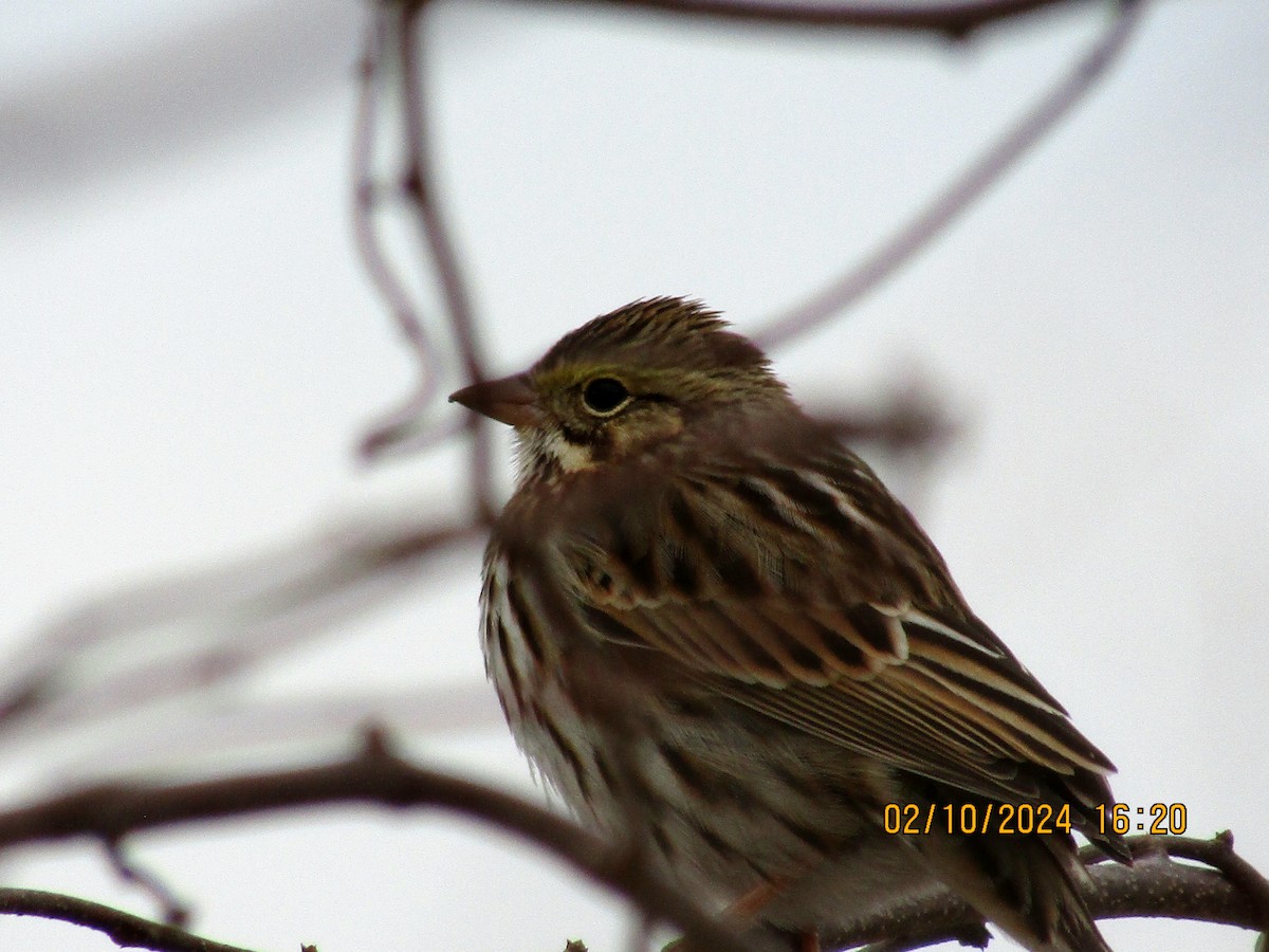 Savannah Sparrow - ML614658317