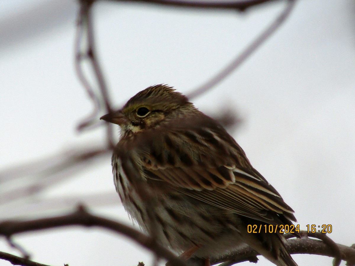 Savannah Sparrow - ML614658319