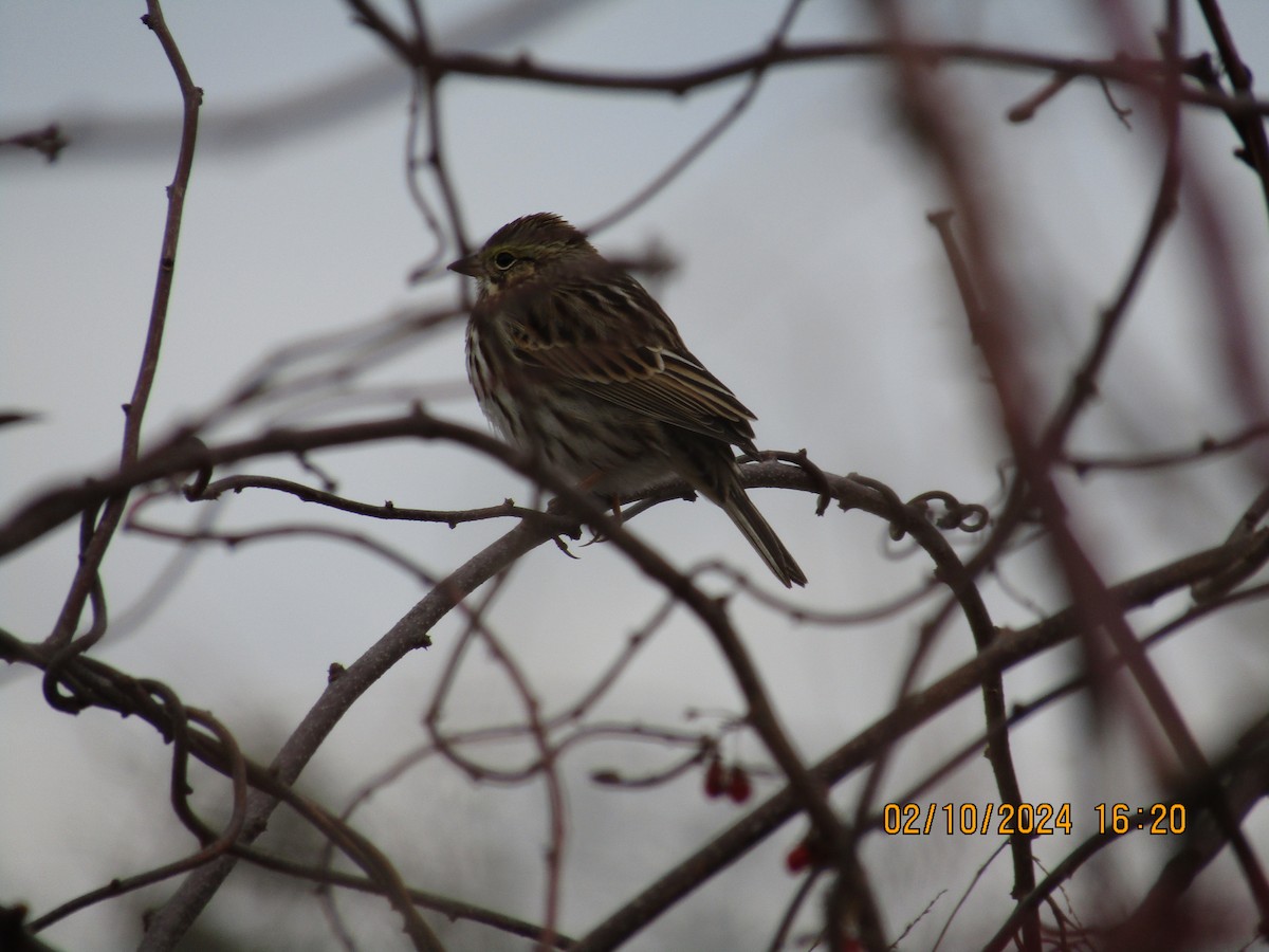 Savannah Sparrow - ML614658321