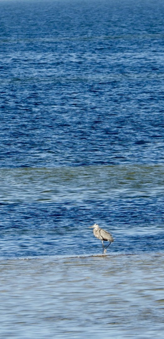 Great Blue Heron - ML614658362